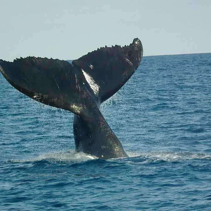 Abrolhos ecoturismo